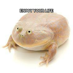 Wednesday Frog meme — Enjoy your life