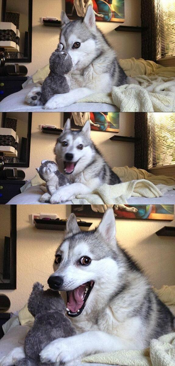 Bad Pun Dog meme template blank