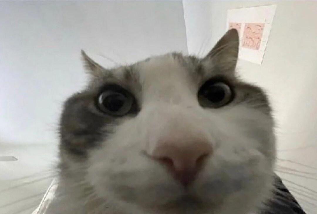 Cat looks inside meme template blank