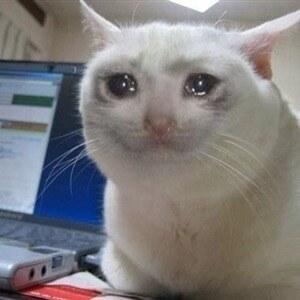 Crying cat meme template blank