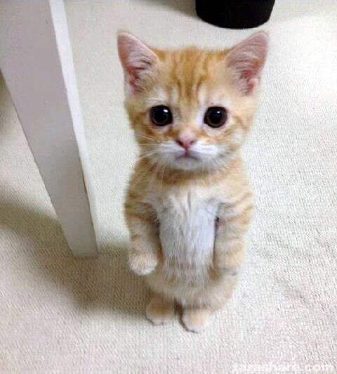 Cute Cat meme template blank