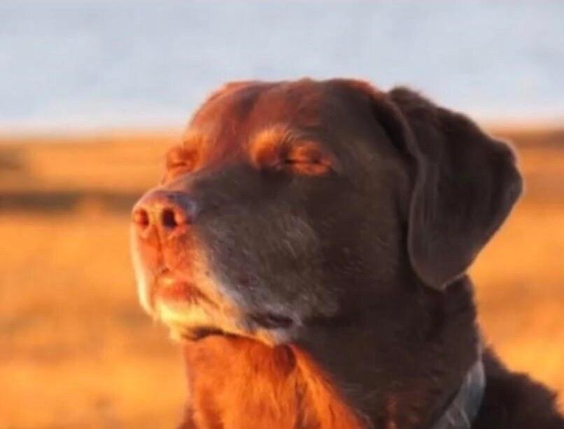 Dog accepting fate meme template blank