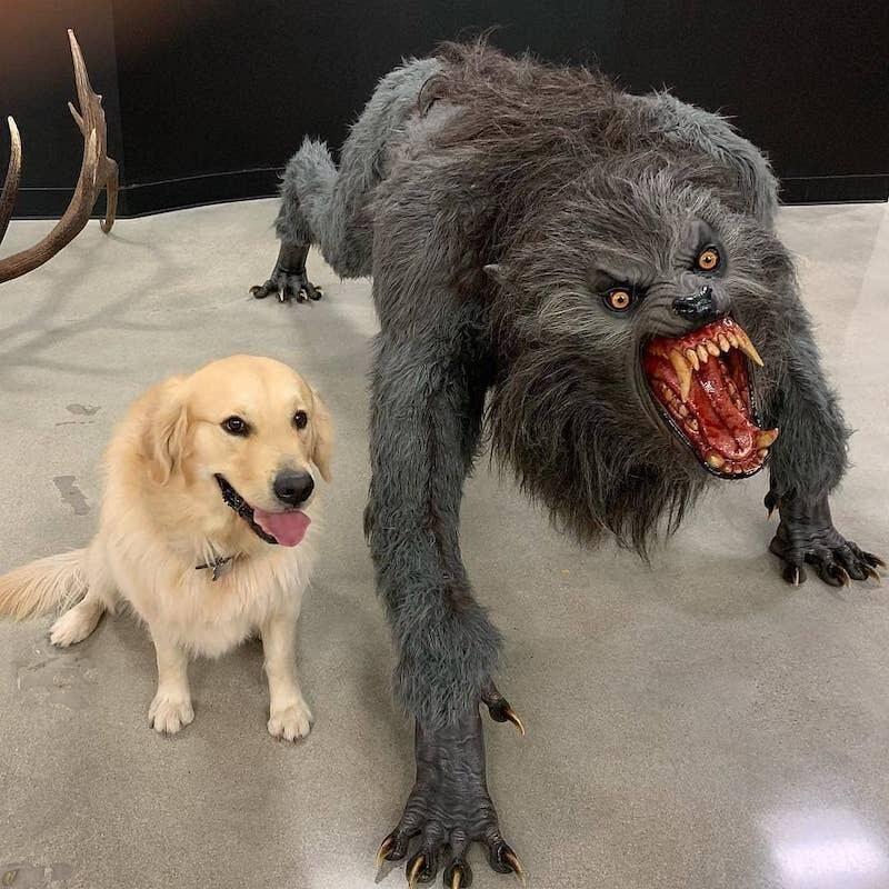 Dog vs Werewolf meme template blank