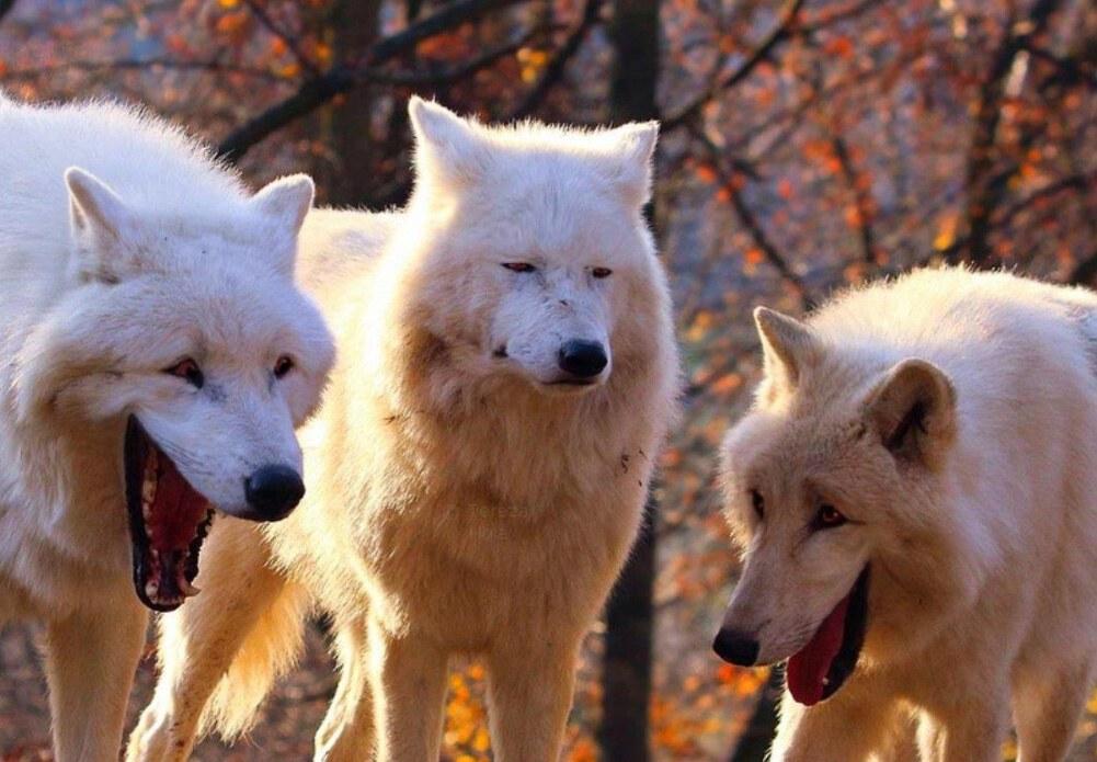 Laughing Wolf meme template blank