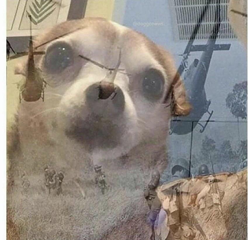 PTSD Chihuahua meme template blank