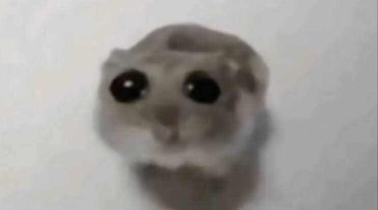 Sad Hamster meme template blank