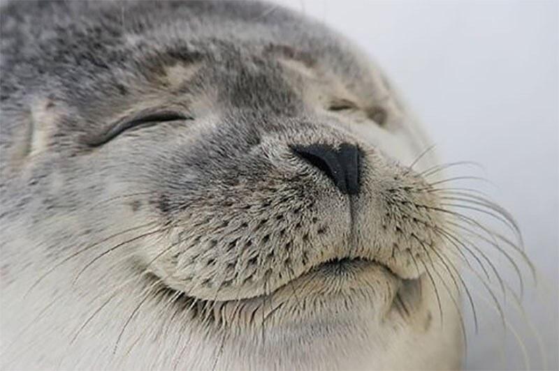 Satisfied Seal meme template blank