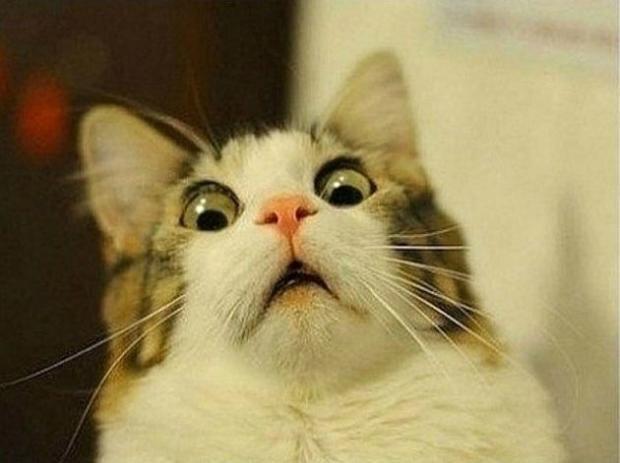 Scared Cat meme template blank