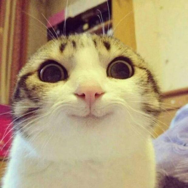 Smiling Cat meme template blank