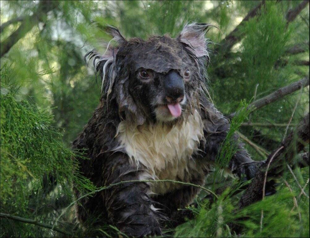 Surprised Koala meme template blank
