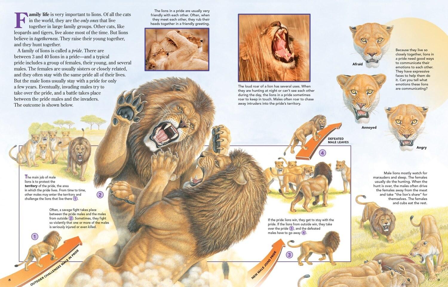 The Lion Fighting meme template blank