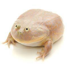 Wednesday Frog meme template blank