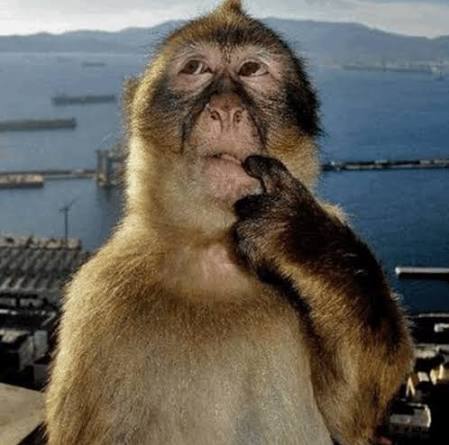 confused monkey meme template blank